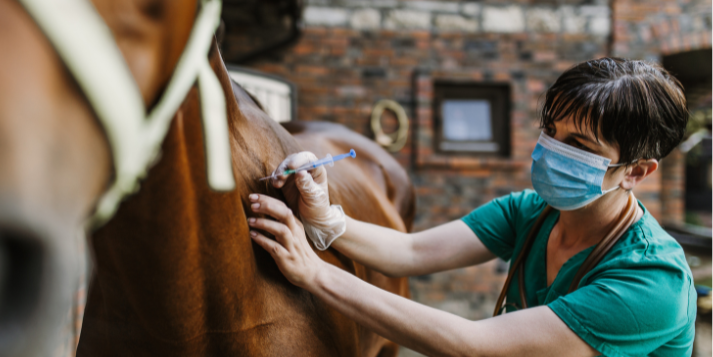 veterinary-terms